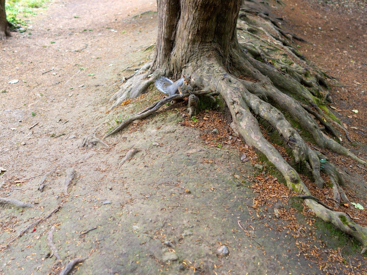 THE WOODLANDS AND THE TREES [ST ANNE'S PARK IN RAHENY]-241758-1