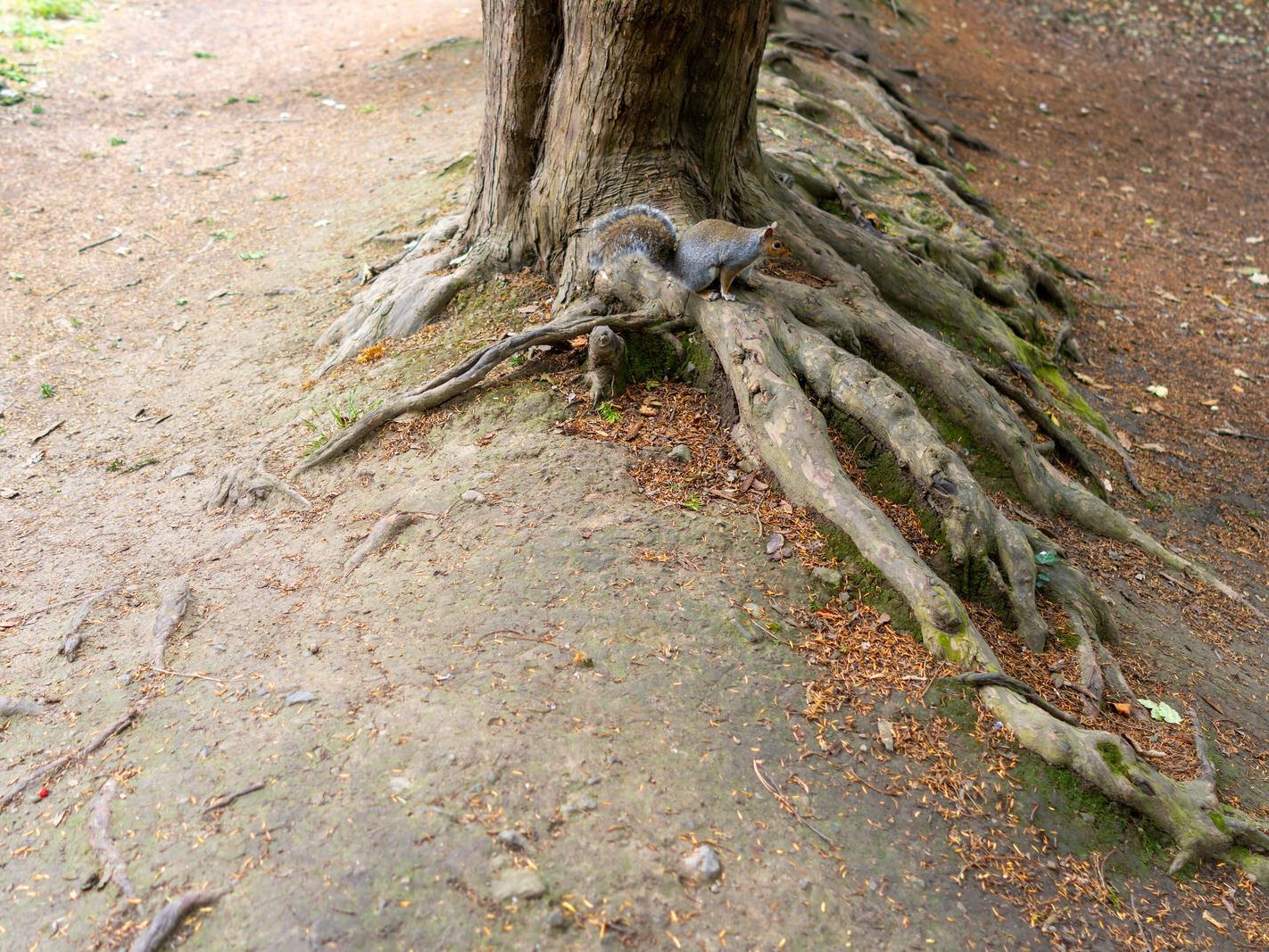 THE WOODLANDS AND THE TREES [ST ANNE'S PARK IN RAHENY]-241759-1