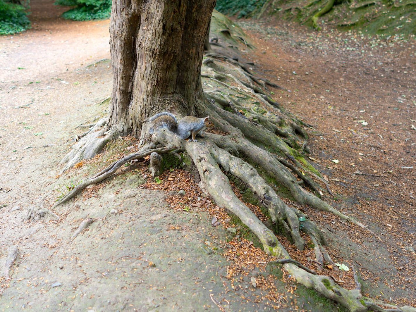 THE WOODLANDS AND THE TREES [ST ANNE'S PARK IN RAHENY]-241760-1