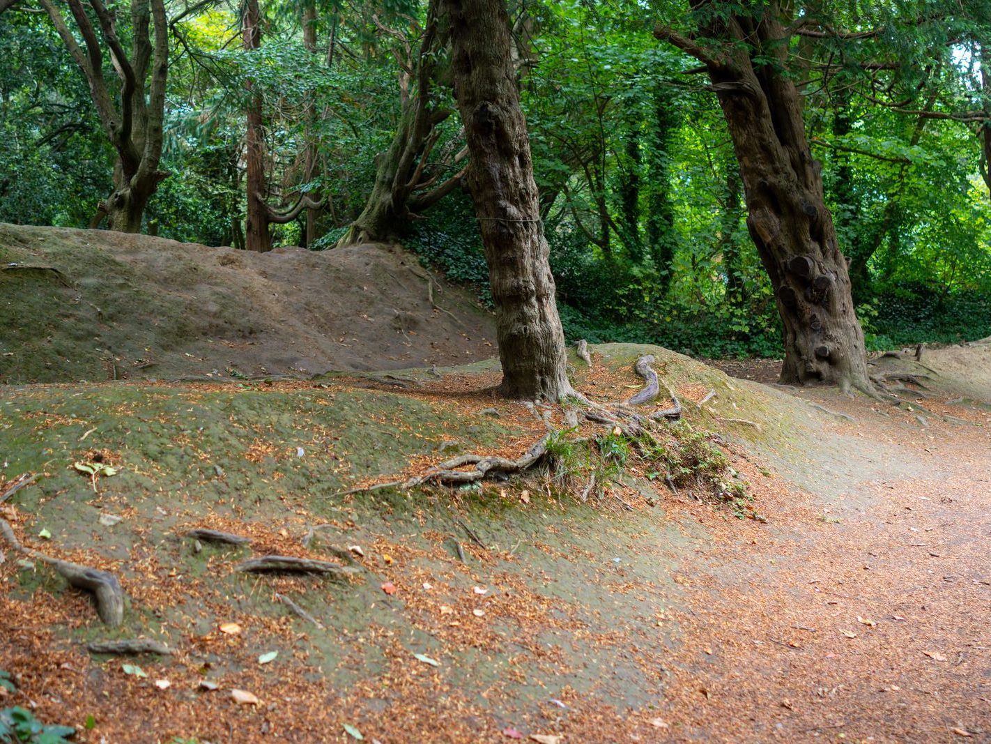 THE WOODLANDS AND THE TREES [ST ANNE'S PARK IN RAHENY]-241761-1