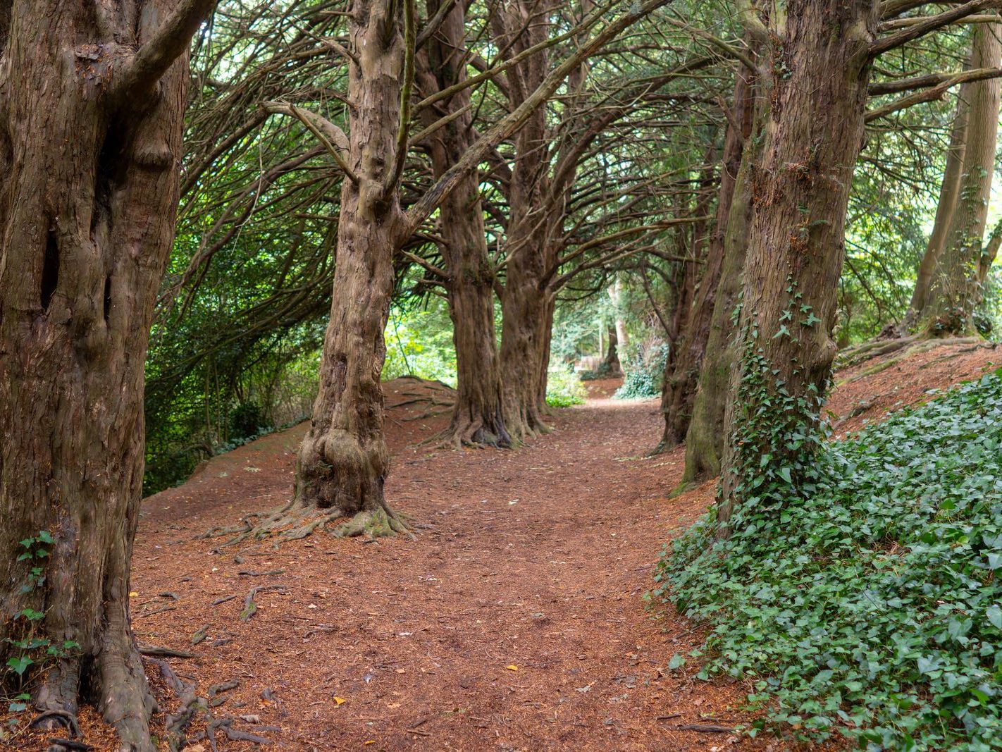 THE WOODLANDS AND THE TREES [ST ANNE'S PARK IN RAHENY]-241762-1