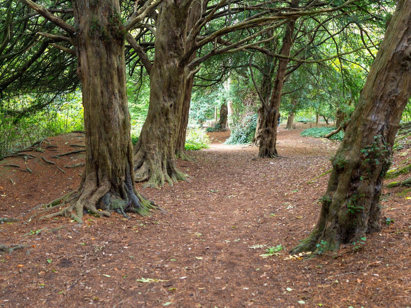 THE WOODLANDS AND THE TREES [ST ANNE'S PARK IN RAHENY]-241763-1