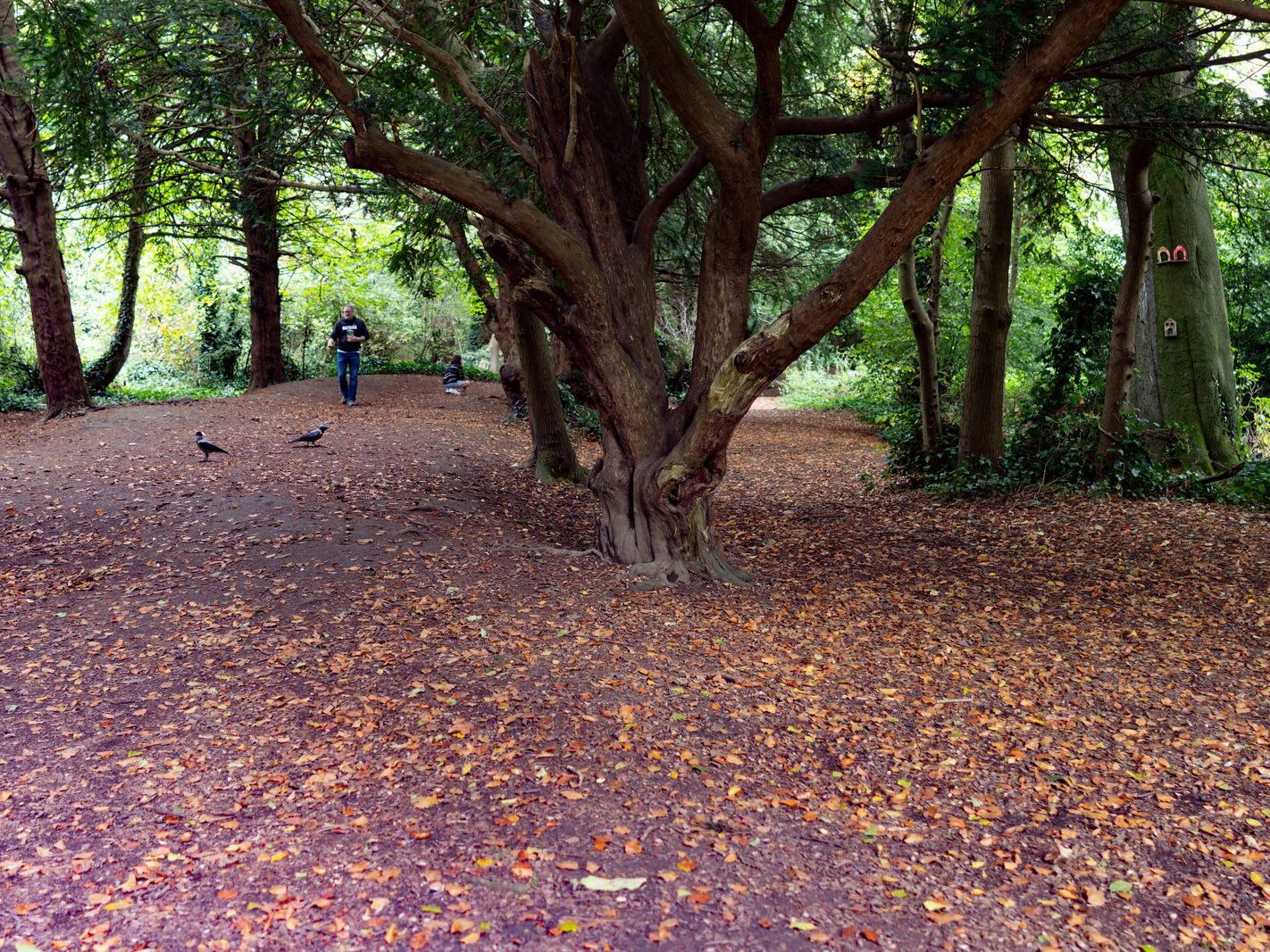 THE WOODLANDS AND THE TREES [ST ANNE'S PARK IN RAHENY]-241771-1