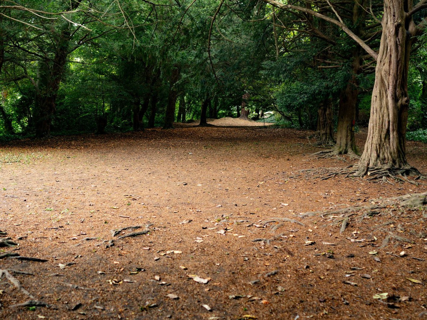 THE WOODLANDS AND THE TREES [ST ANNE'S PARK IN RAHENY]-241772-1