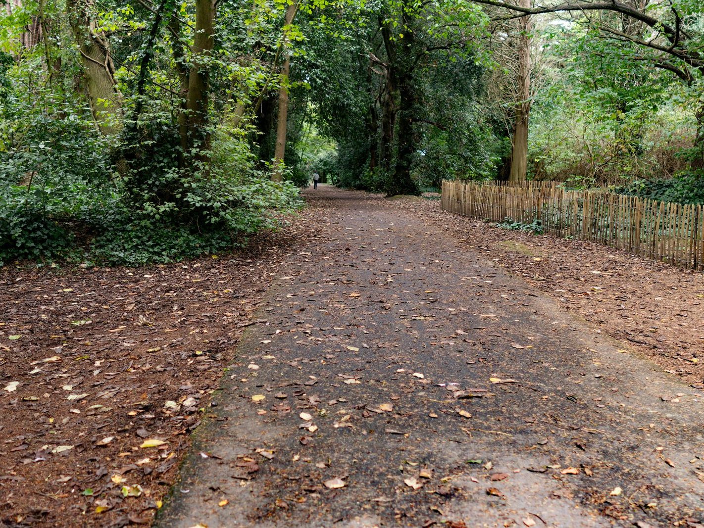 THE WOODLANDS AND THE TREES [ST ANNE'S PARK IN RAHENY]-241773-1