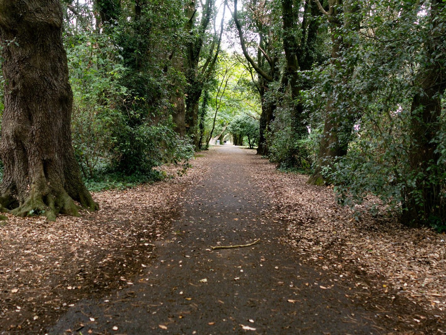 THE WOODLANDS AND THE TREES [ST ANNE'S PARK IN RAHENY]-241774-1