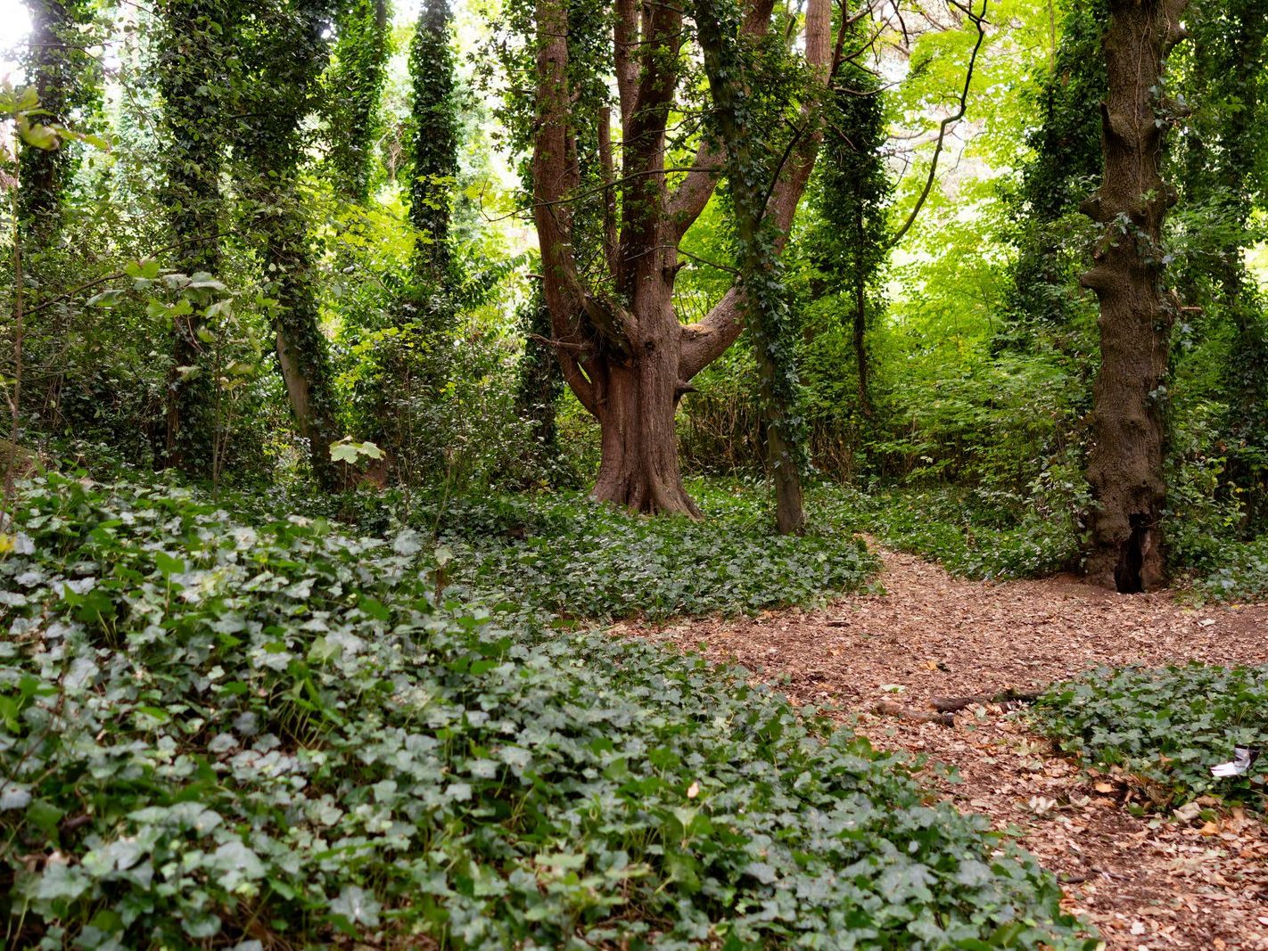 THE WOODLANDS AND THE TREES [ST ANNE'S PARK IN RAHENY]-241775-1