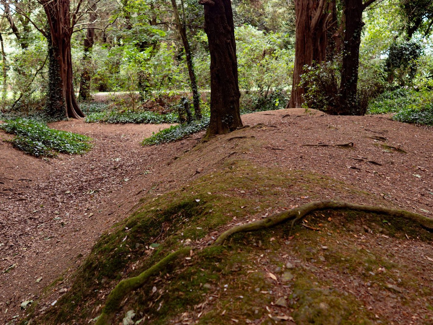 THE WOODLANDS AND THE TREES [ST ANNE'S PARK IN RAHENY]-241776-1