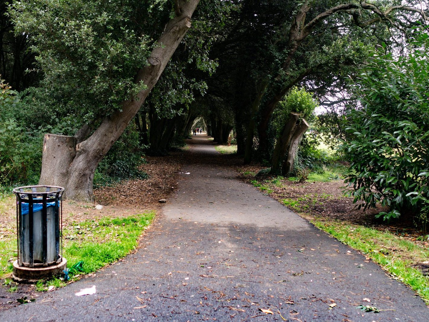 THE WOODLANDS AND THE TREES [ST ANNE'S PARK IN RAHENY]-241777-1