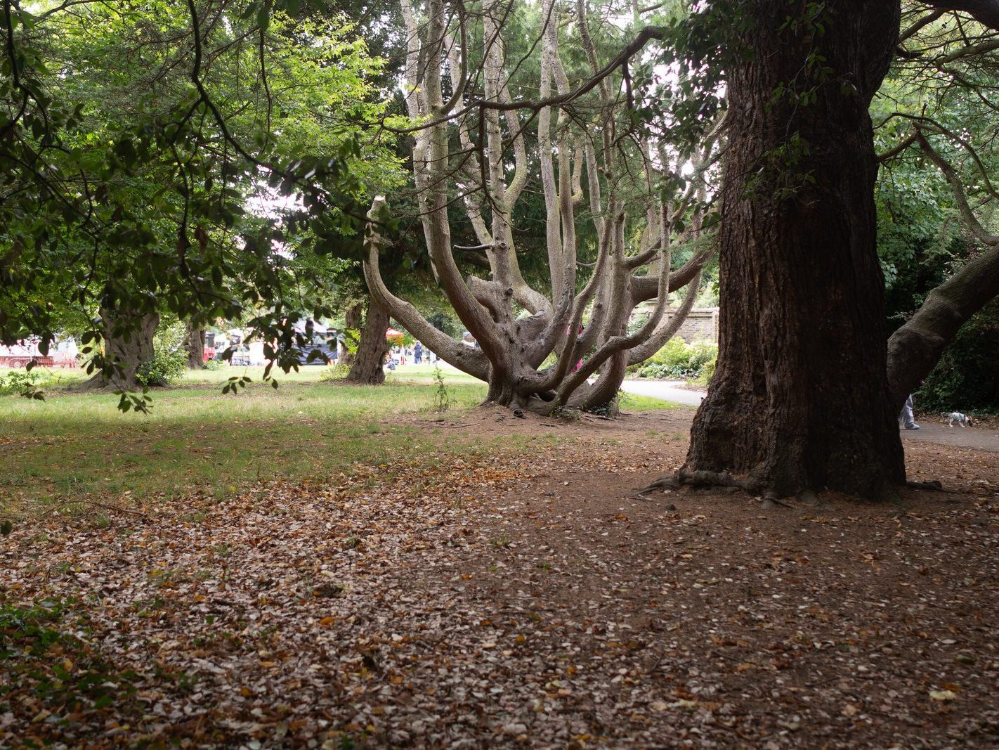 THE WOODLANDS AND THE TREES [ST ANNE'S PARK IN RAHENY]-241780-1