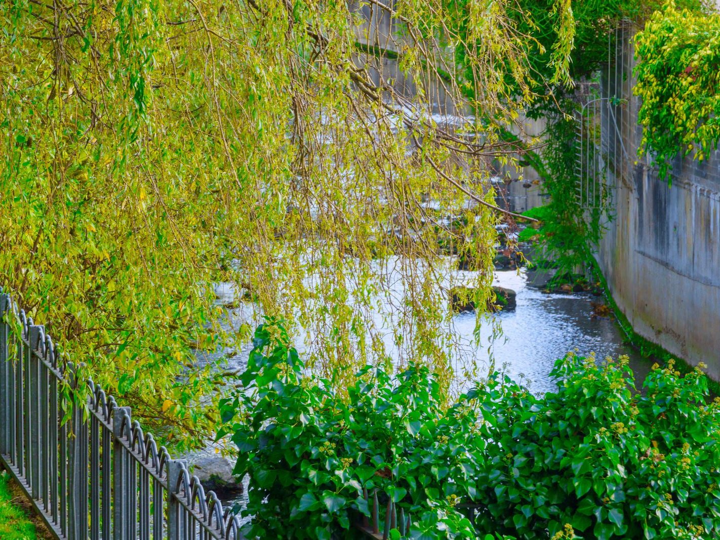 A SECTION OF THE TOLKA RIVER [GRIFFITH LINEAR PARK]-242281-1