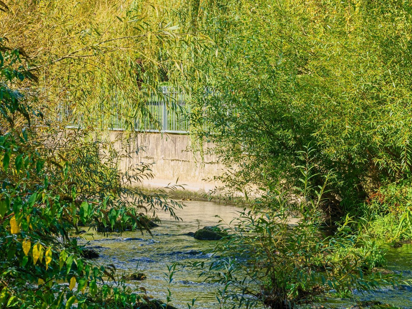 A SECTION OF THE TOLKA RIVER [GRIFFITH LINEAR PARK]-242289-1