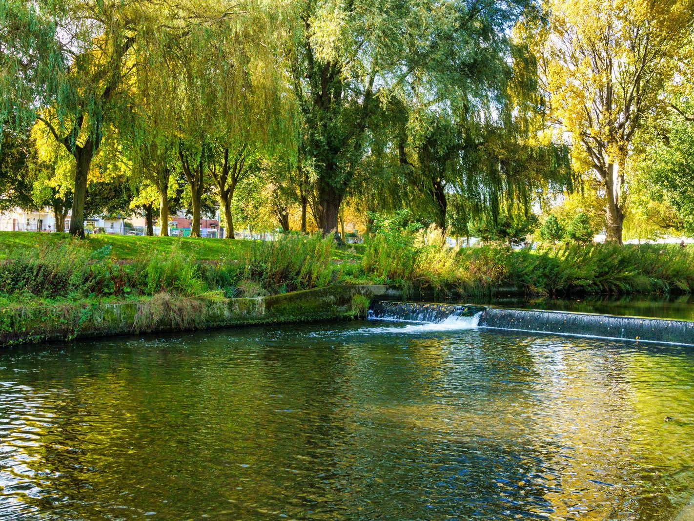 A SECTION OF THE TOLKA RIVER [GRIFFITH LINEAR PARK]-242298-1