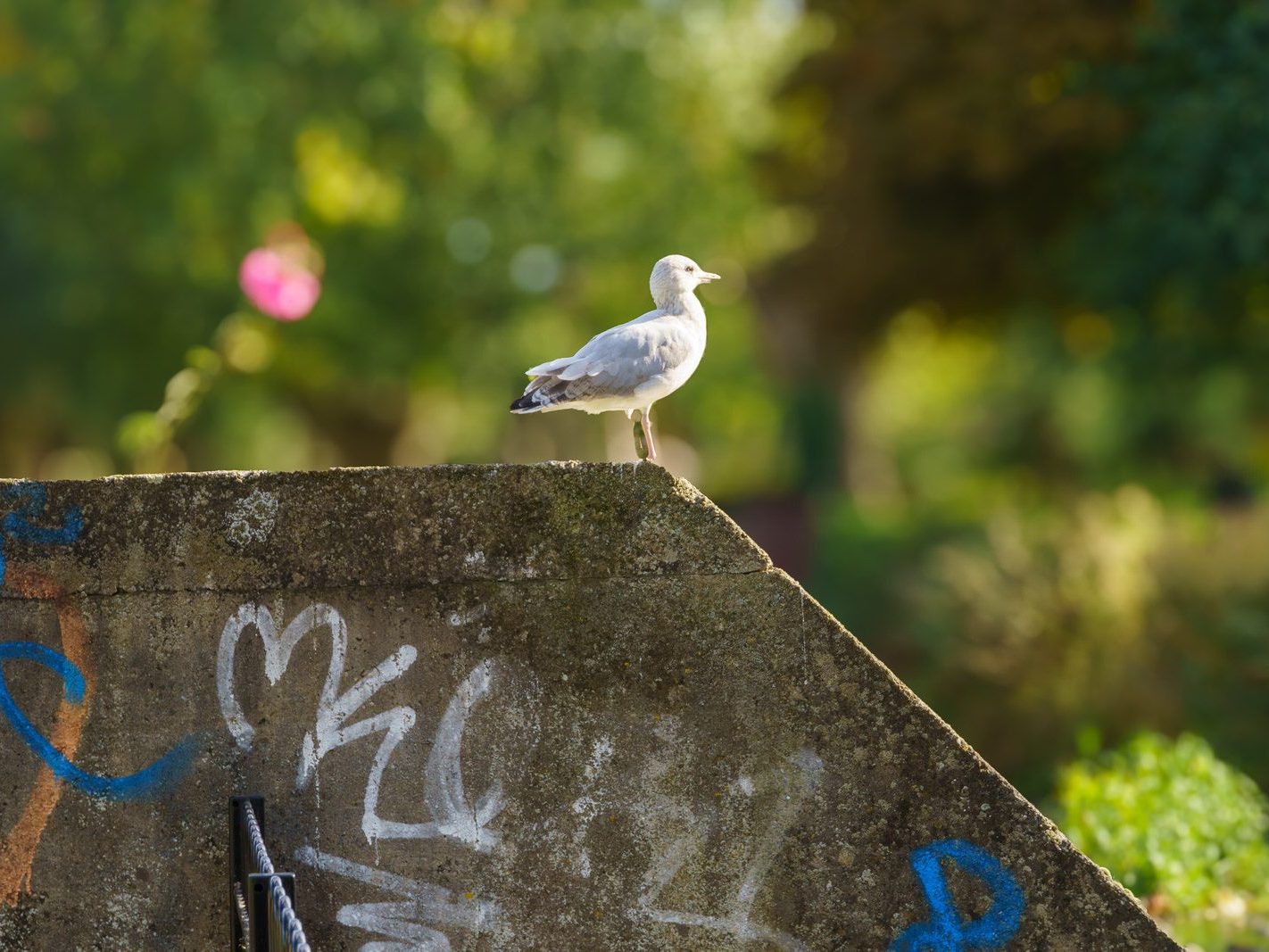 A SECTION OF THE TOLKA RIVER [GRIFFITH LINEAR PARK]-242302-1