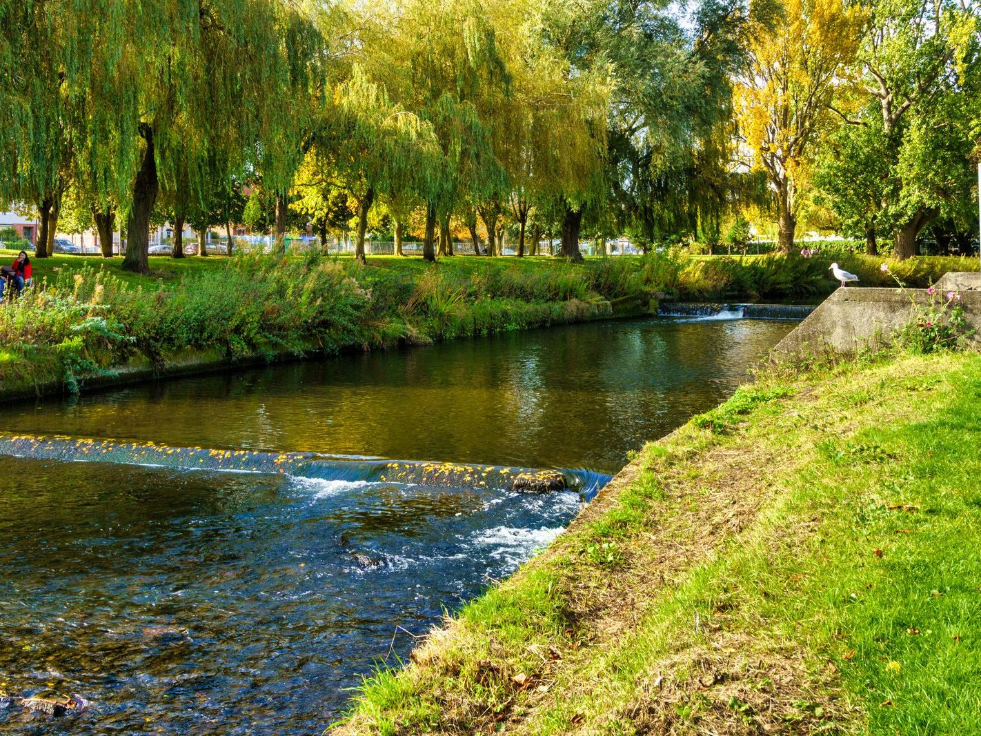 A SECTION OF THE TOLKA RIVER [GRIFFITH LINEAR PARK]-242306-1