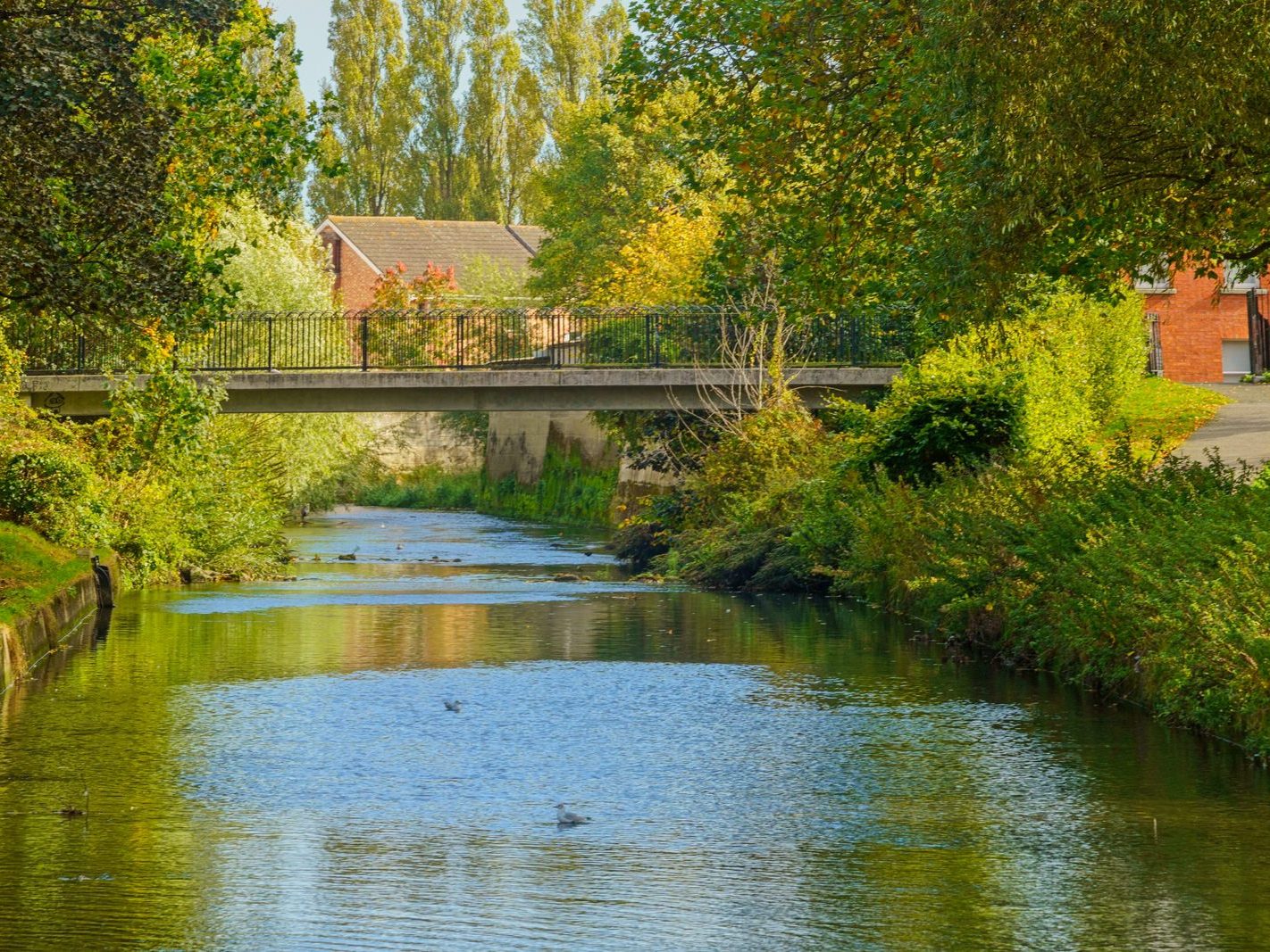 A SECTION OF THE TOLKA RIVER [GRIFFITH LINEAR PARK]-242309-1