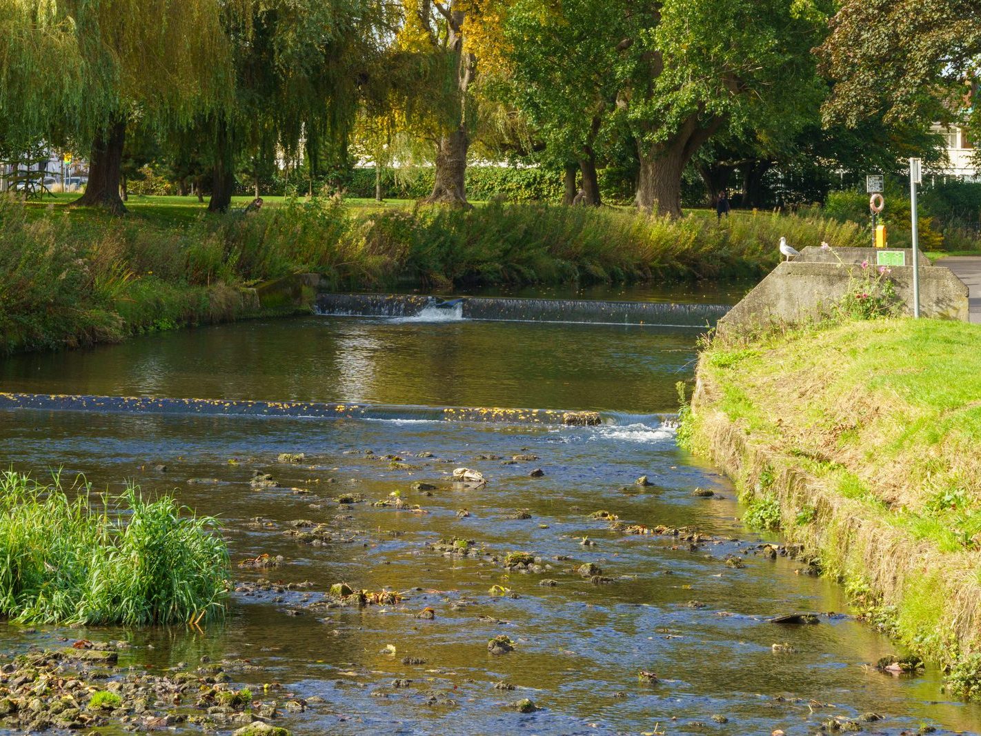 A SECTION OF THE TOLKA RIVER [GRIFFITH LINEAR PARK]-242312-1