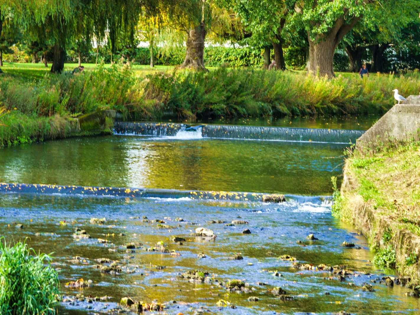 A SECTION OF THE TOLKA RIVER [GRIFFITH LINEAR PARK]-242314-1