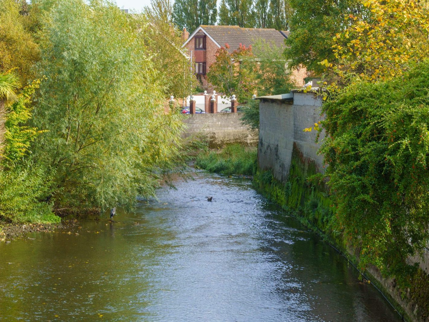 A SECTION OF THE TOLKA RIVER [GRIFFITH LINEAR PARK]-242327-1