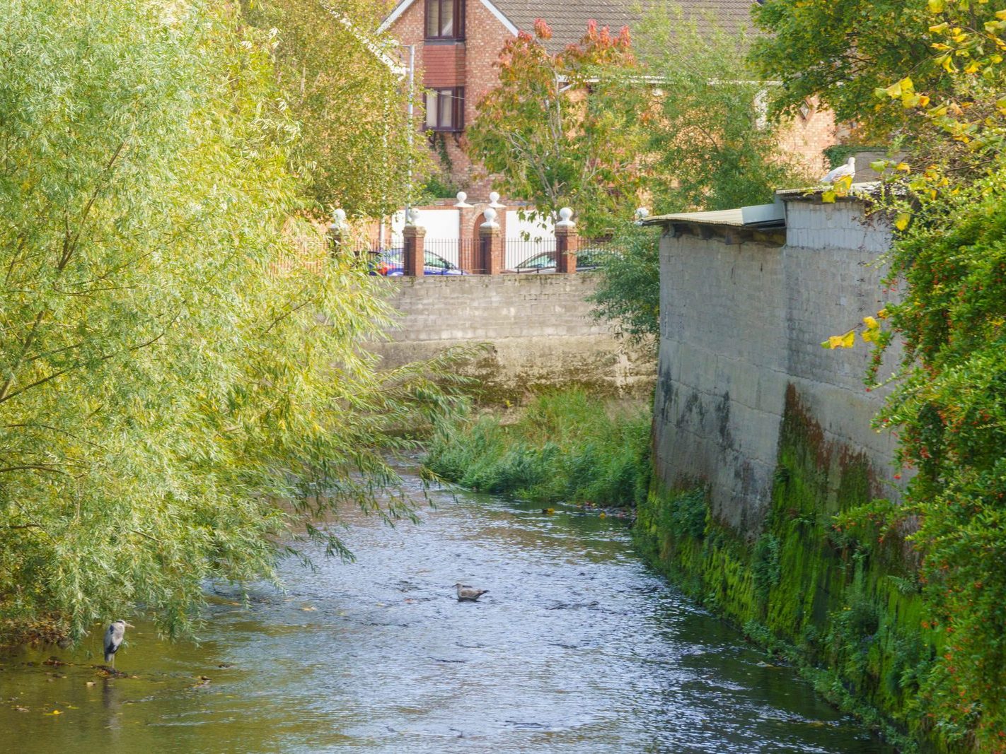 A SECTION OF THE TOLKA RIVER [GRIFFITH LINEAR PARK]-242328-1