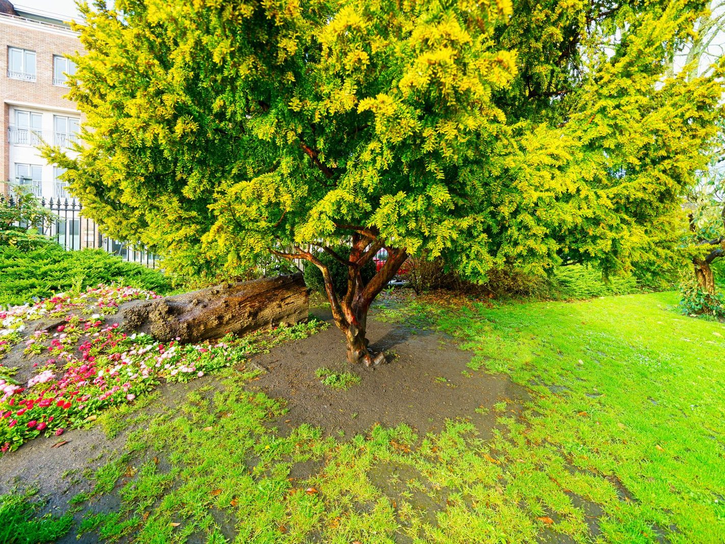 THE PEOPLE'S PARK IN LIMERICK [LOST ITS BEEBEE TREE IN 2013]-244597-1