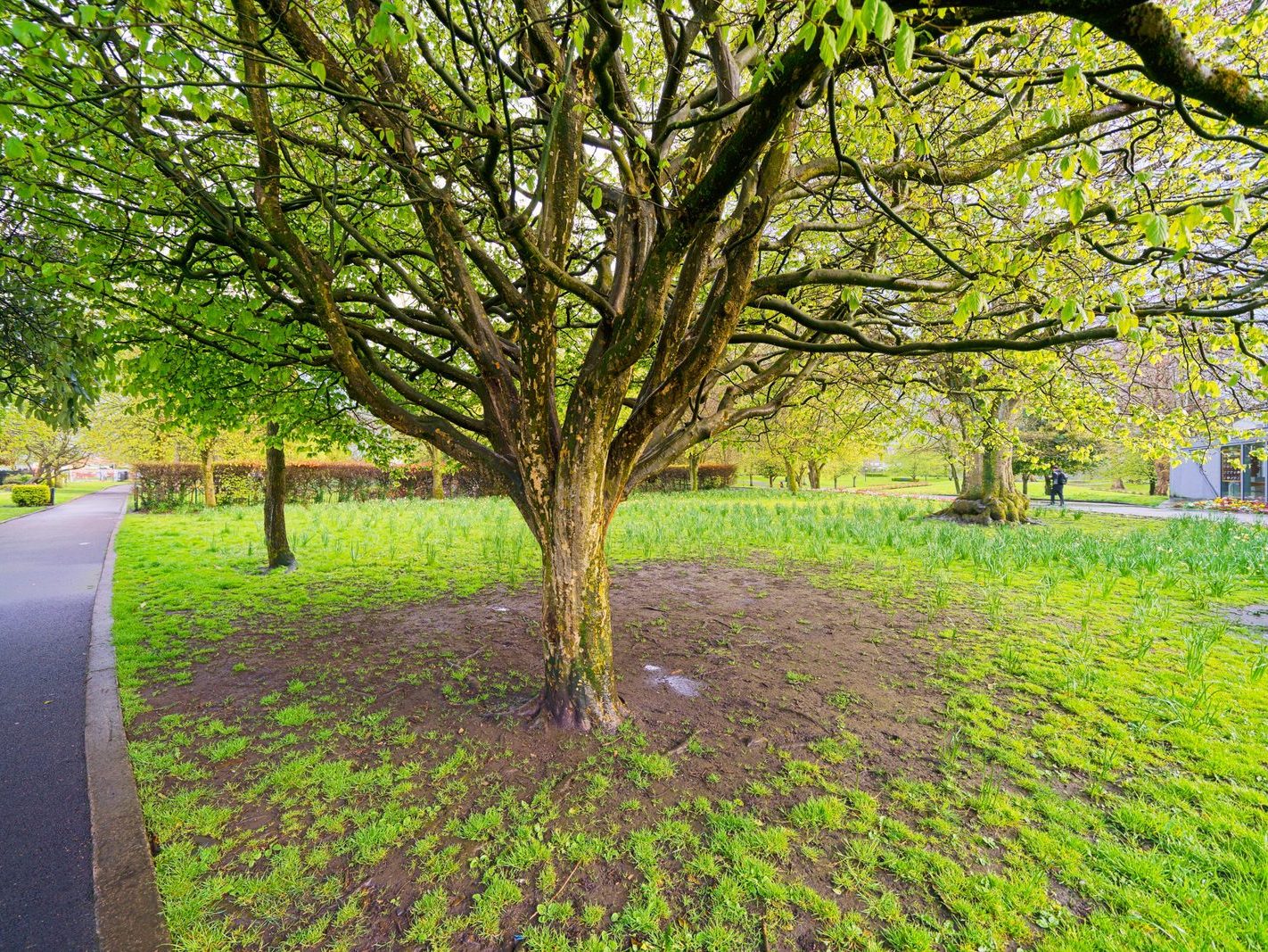 THE PEOPLE'S PARK IN LIMERICK [LOST ITS BEEBEE TREE IN 2013]-244598-1