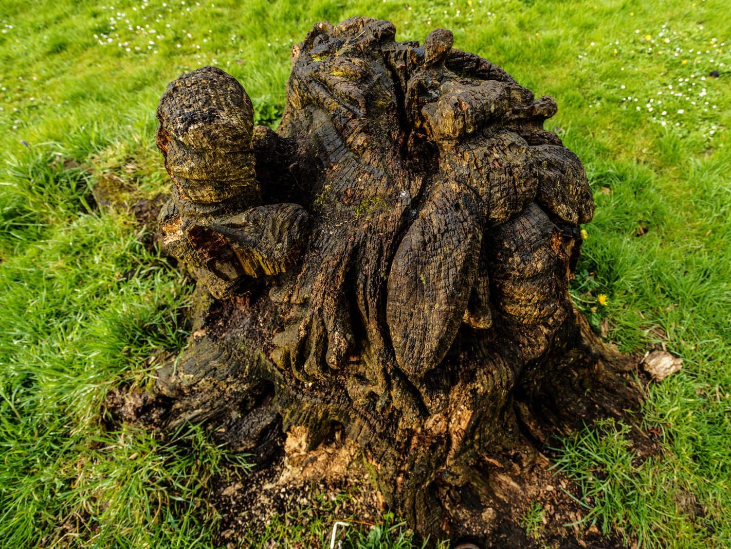 THE PEOPLE'S PARK IN LIMERICK [LOST ITS BEEBEE TREE IN 2013]-244599-1