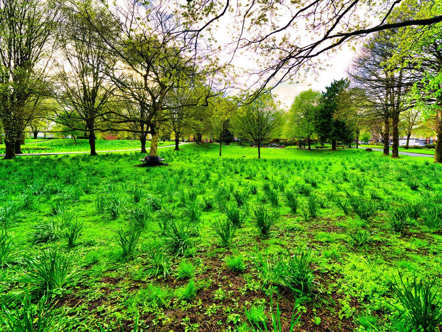 THE PEOPLE'S PARK IN LIMERICK [LOST ITS BEEBEE TREE IN 2013]-244605-1