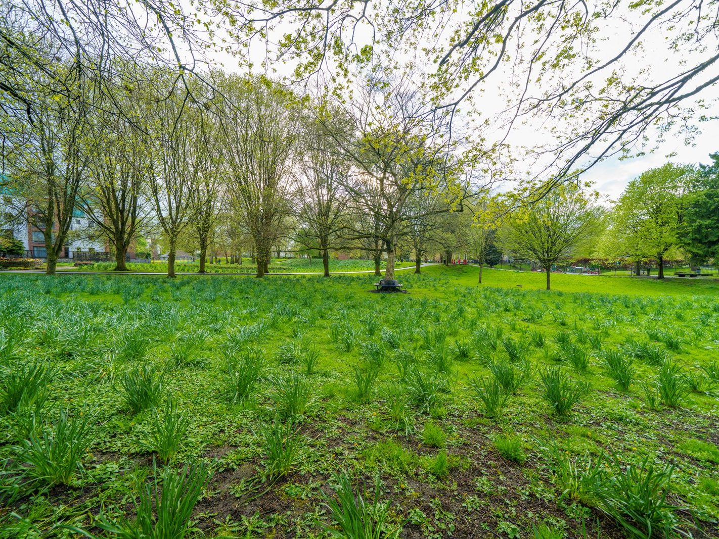 THE PEOPLE'S PARK IN LIMERICK [LOST ITS BEEBEE TREE IN 2013]-244606-1