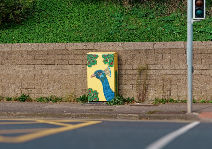 PEACOCK BY CONOR FITZPATRICK @FIZZDESIGNS [PAINT-A-BOX STREET ART IN MILLTOWN] 001