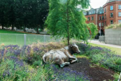 THE COW AT WOOD QUAY 005
