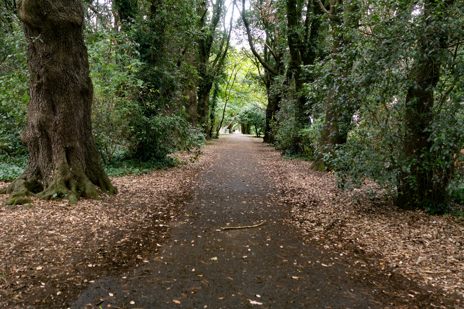 WOODLANDS AND TREES