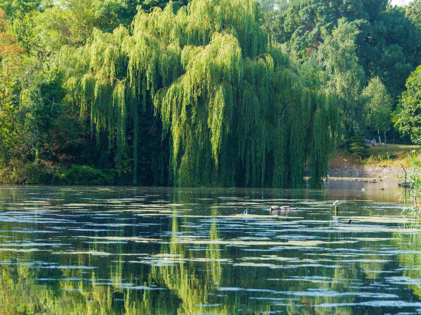 EXPLORING THE WATER FEATURES IN BUSHY PARK [DUCK POND PLUS A LAKE AND BRIDGES]-243834-1