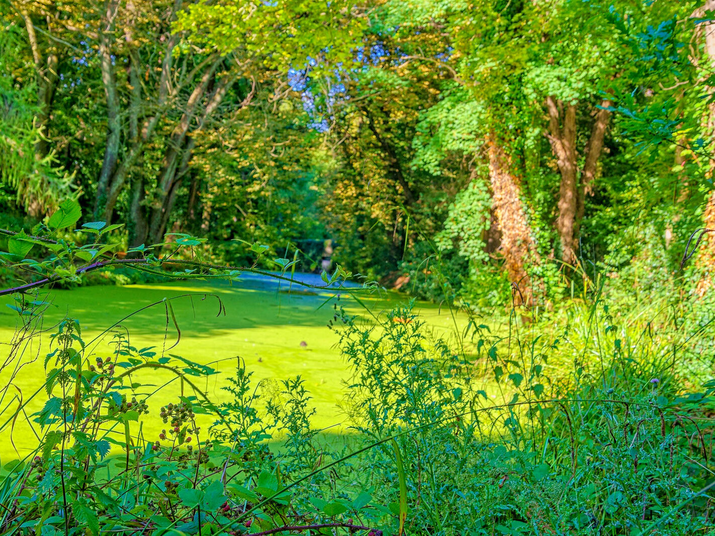 EXPLORING THE WATER FEATURES IN BUSHY PARK [DUCK POND PLUS A LAKE AND BRIDGES]-243838-1