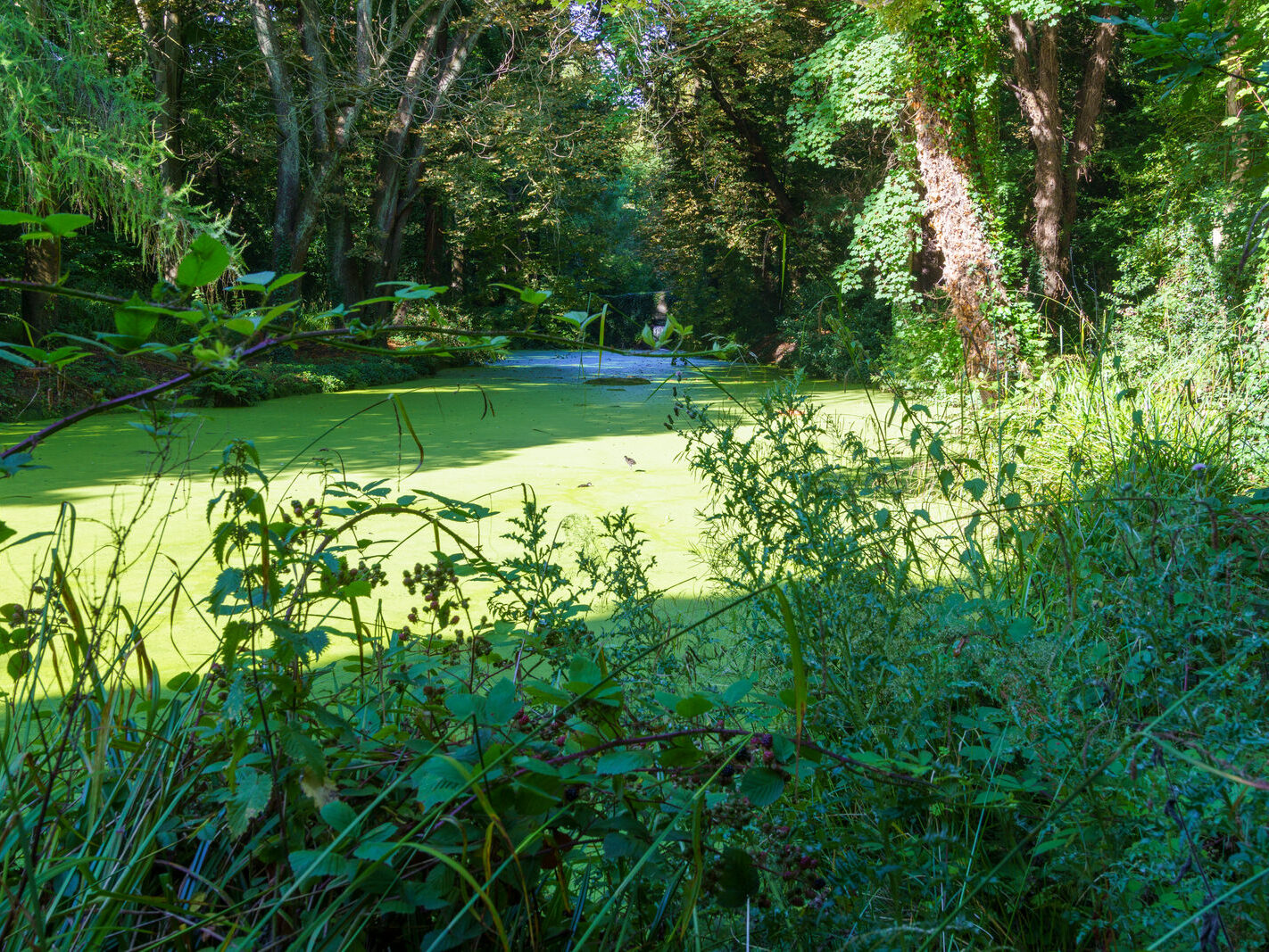 EXPLORING THE WATER FEATURES IN BUSHY PARK [DUCK POND PLUS A LAKE AND BRIDGES]-243839-1