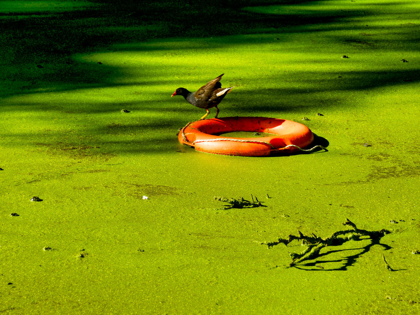 EXPLORING THE WATER FEATURES IN BUSHY PARK [DUCK POND PLUS A LAKE AND BRIDGES]-243841-1