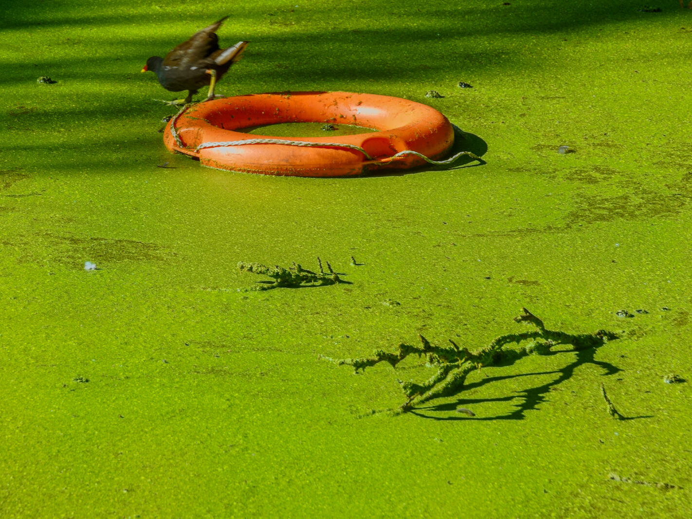 EXPLORING THE WATER FEATURES IN BUSHY PARK [DUCK POND PLUS A LAKE AND BRIDGES]-243842-1