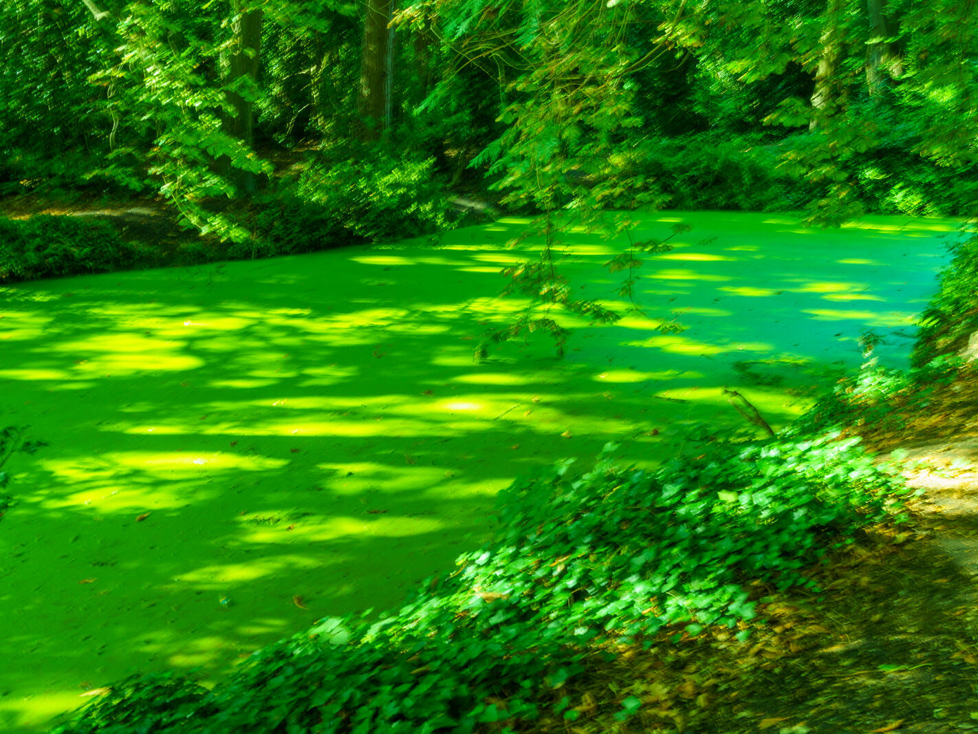 EXPLORING THE WATER FEATURES IN BUSHY PARK [DUCK POND PLUS A LAKE AND BRIDGES]-243848-1