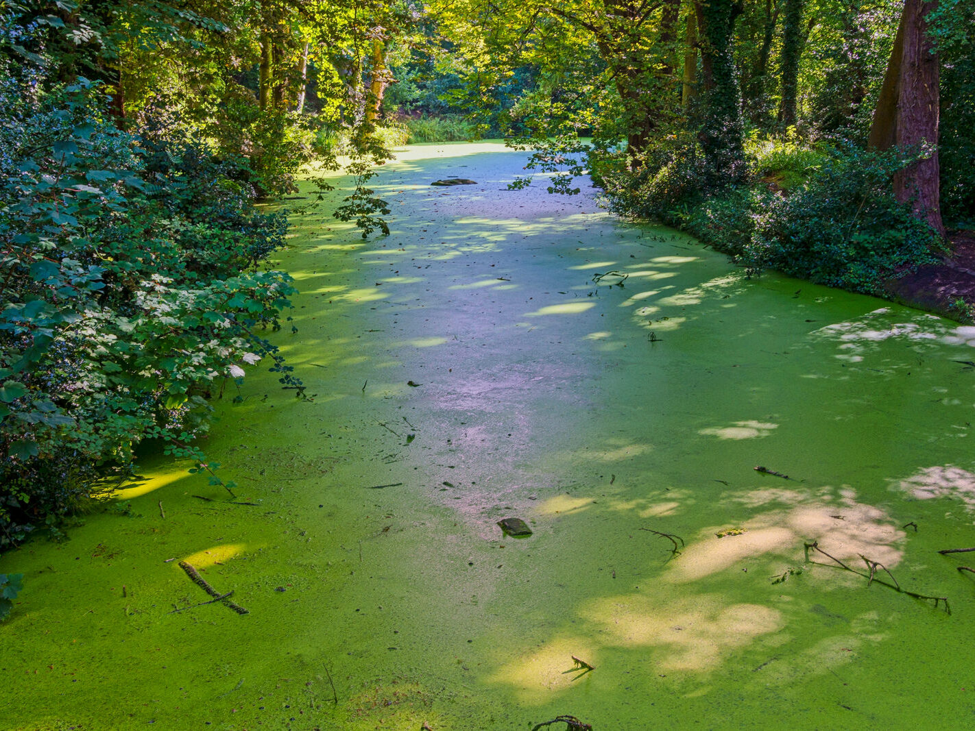 EXPLORING THE WATER FEATURES IN BUSHY PARK [DUCK POND PLUS A LAKE AND BRIDGES]-243853-1