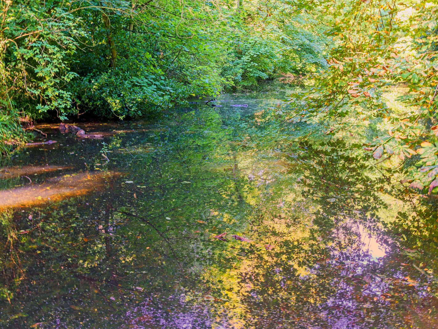 EXPLORING THE WATER FEATURES IN BUSHY PARK [DUCK POND PLUS A LAKE AND BRIDGES]-243854-1