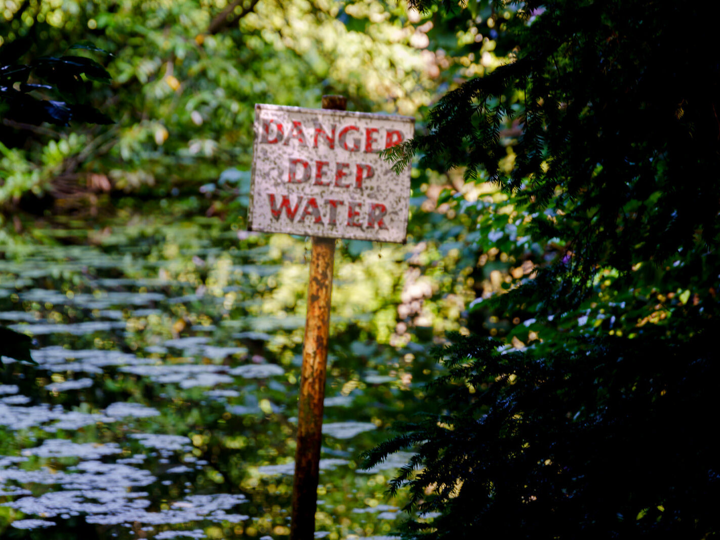 EXPLORING THE WATER FEATURES IN BUSHY PARK [DUCK POND PLUS A LAKE AND BRIDGES]-243862-1