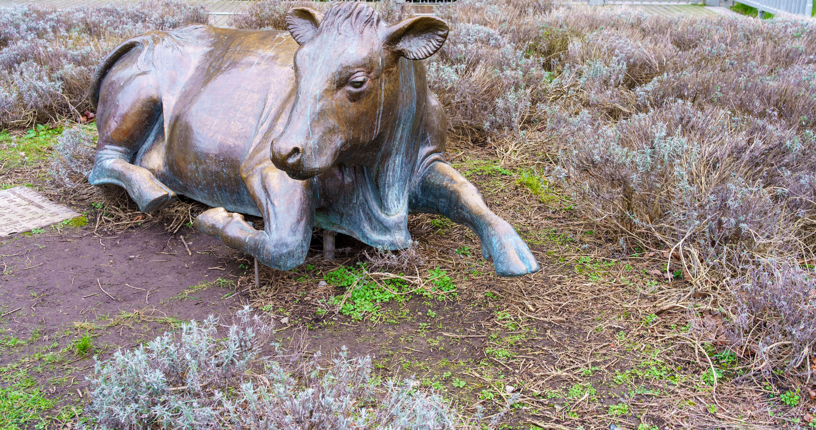 LONELY BRONZE COW AT WOOD QUAY