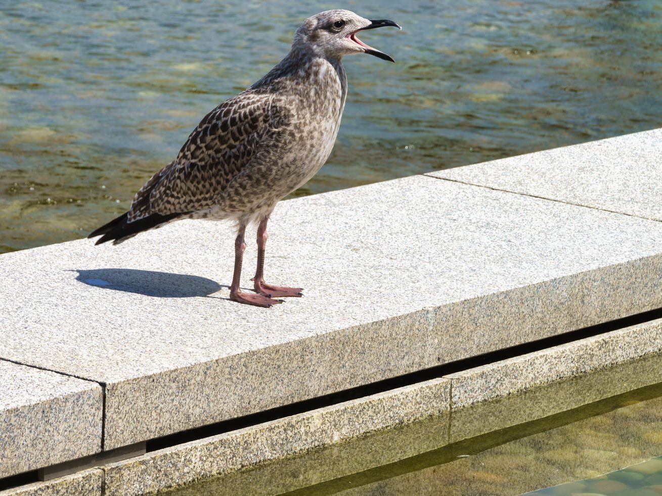 YOUNG SEAGULL WAS UPSET BECAUSE ADULT WOULD NOT FEED IT 004