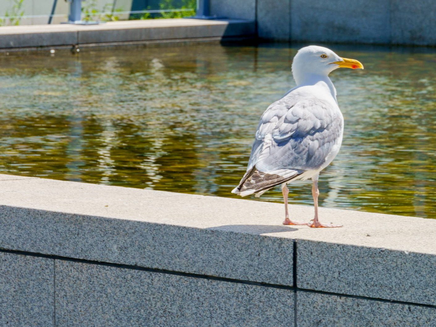YOUNG SEAGULL WAS UPSET BECAUSE ADULT WOULD NOT FEED IT 005
