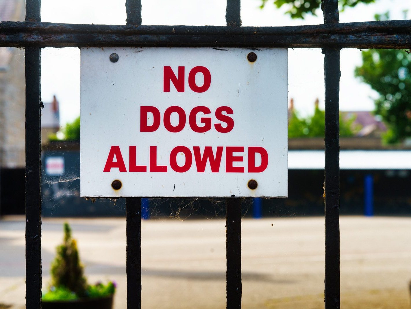 THE ONLY PROBLEM IS THAT MOST DOGS CANNOT READ [SIGN AT ENTRANCE TO A SCHOOL IN DRUMCONDRA ]