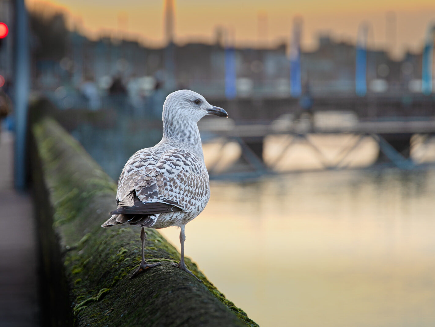 HEY MISTER TAKE MY PHOTOGRAPH [I SWEAR THAT I DID NOT REALLY MEET A TALKING GULL]-246952-1