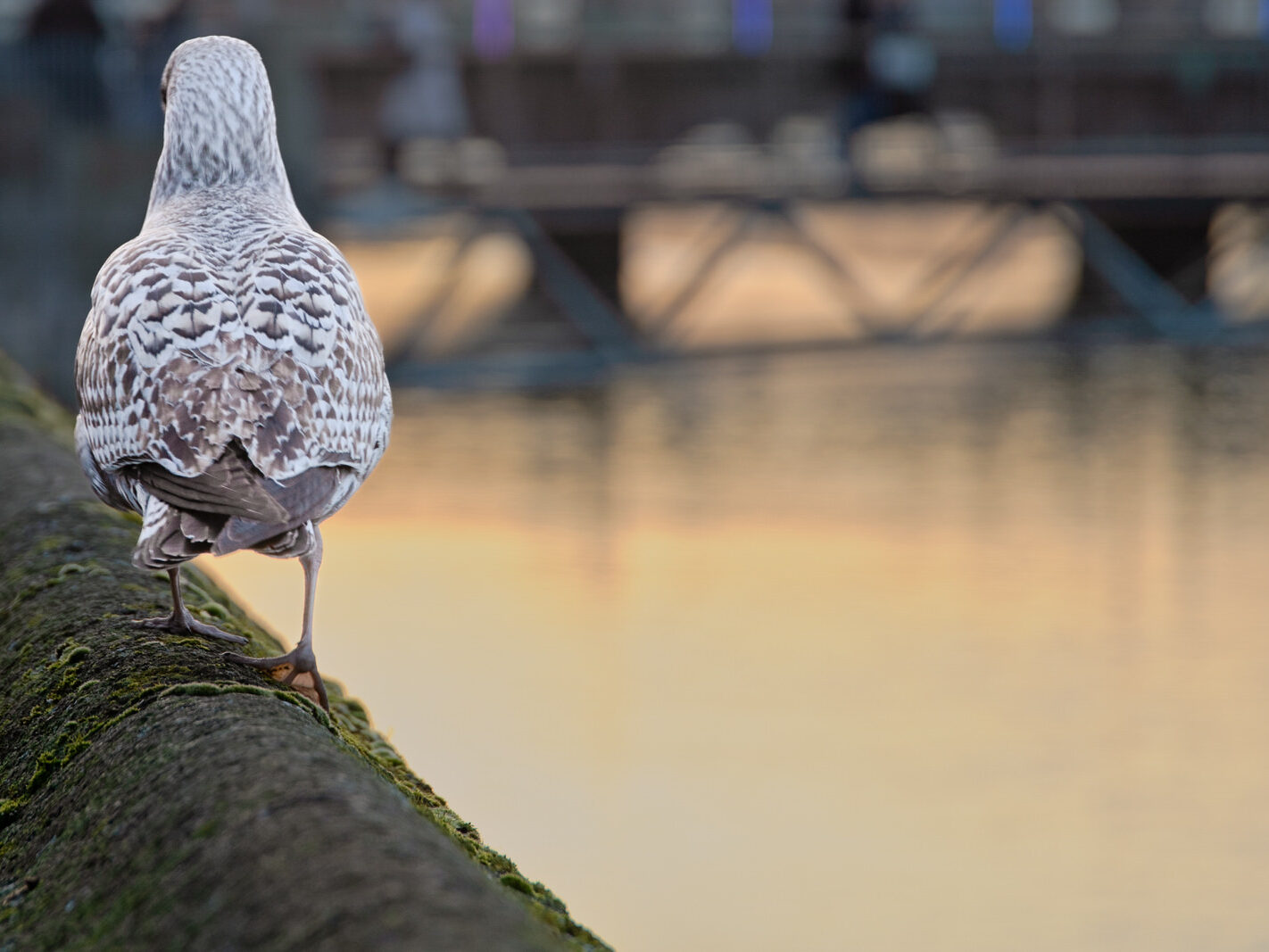 HEY MISTER TAKE MY PHOTOGRAPH [I SWEAR THAT I DID NOT REALLY MEET A TALKING GULL]-246953-1