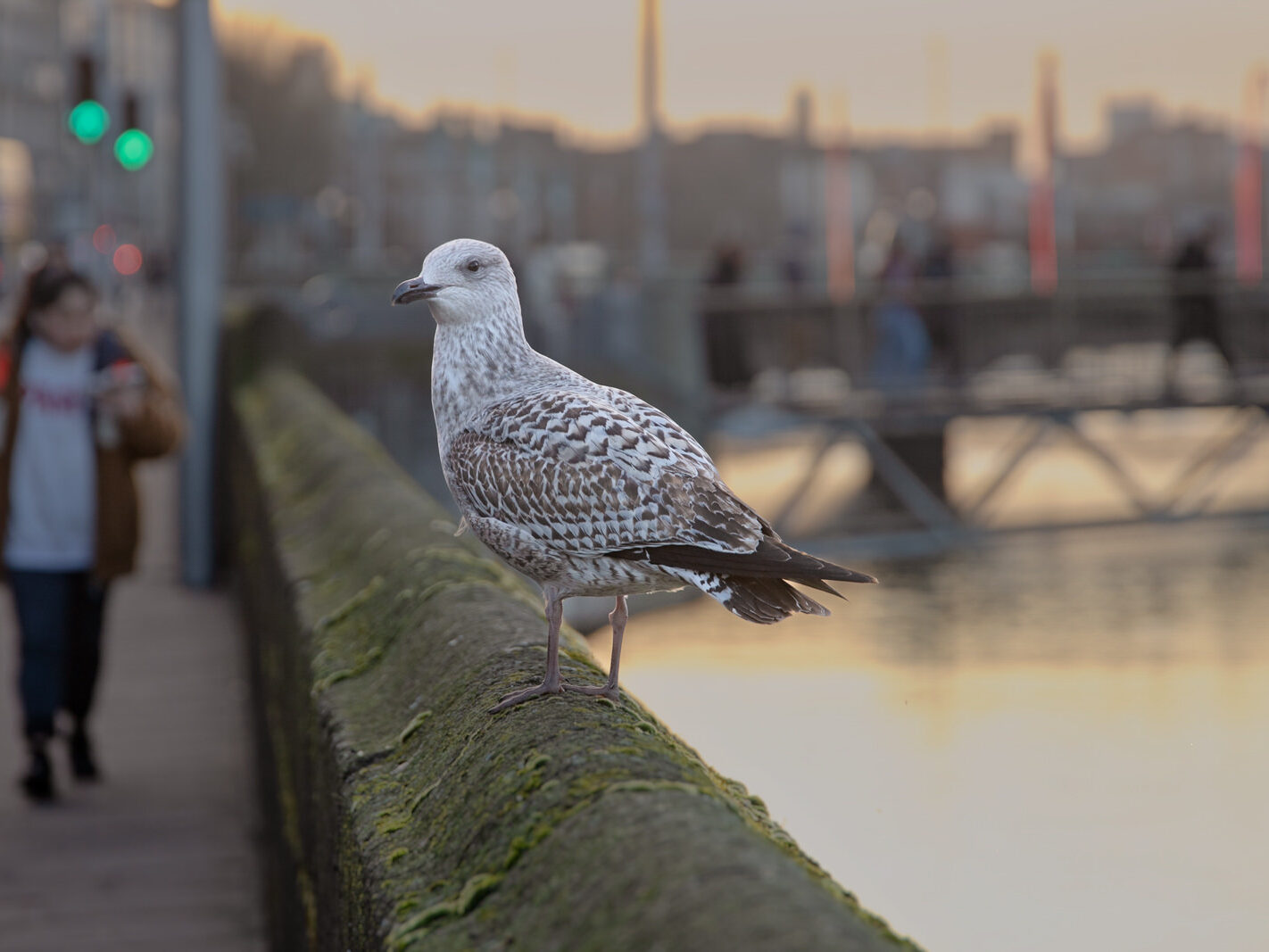 HEY MISTER TAKE MY PHOTOGRAPH [I SWEAR THAT I DID NOT REALLY MEET A TALKING GULL]-246954-1