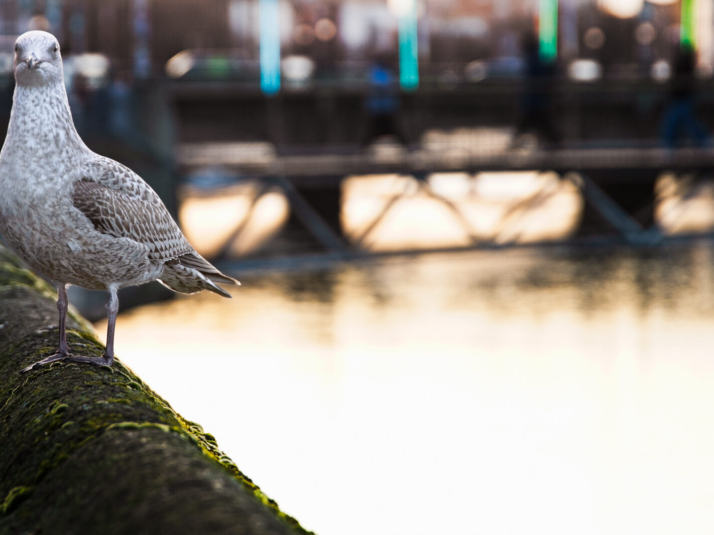 HEY MISTER TAKE MY PHOTOGRAPH [I SWEAR THAT I DID NOT REALLY MEET A TALKING GULL]-246955-1