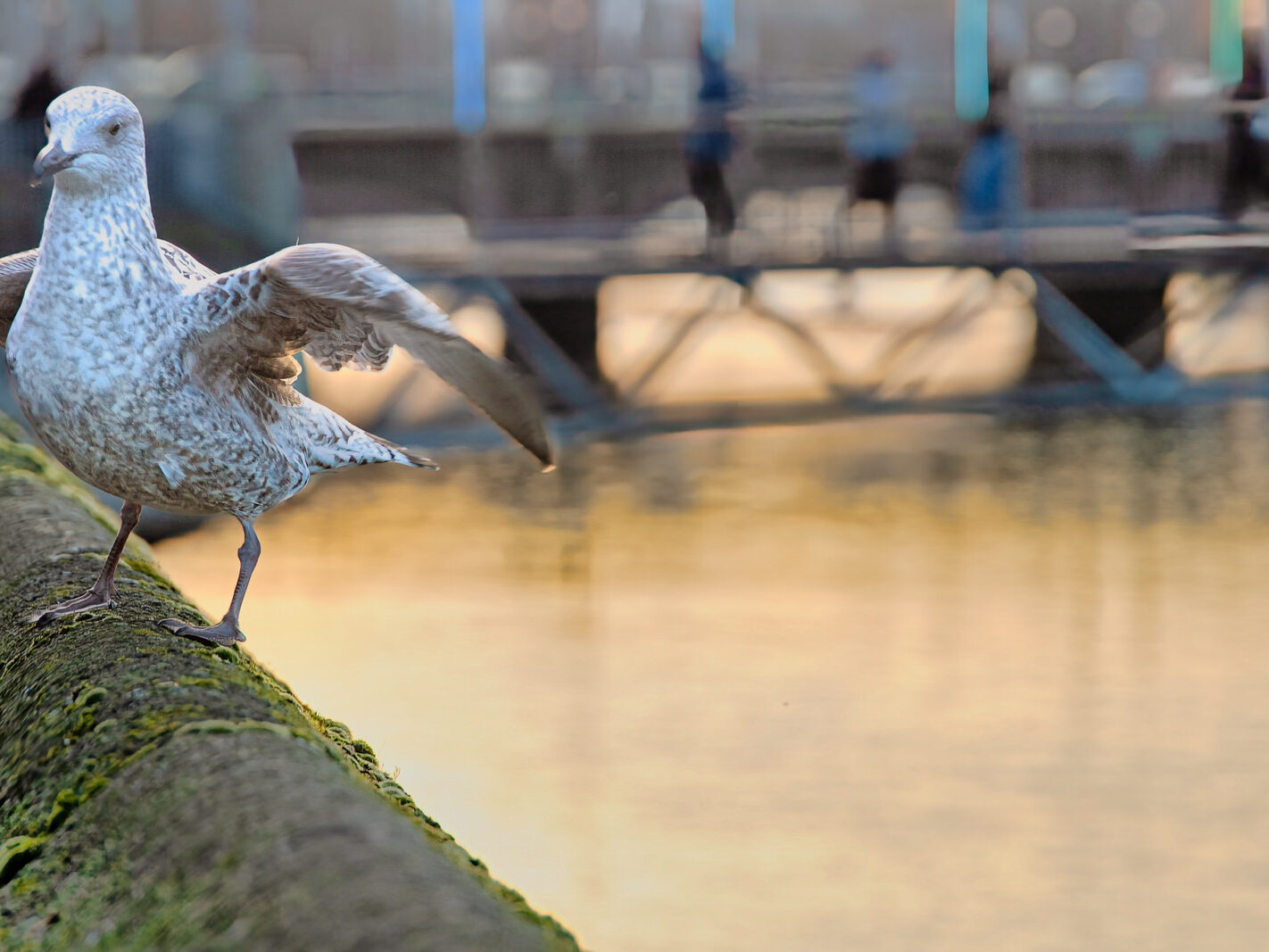 HEY MISTER TAKE MY PHOTOGRAPH [I SWEAR THAT I DID NOT REALLY MEET A TALKING GULL]-246956-1